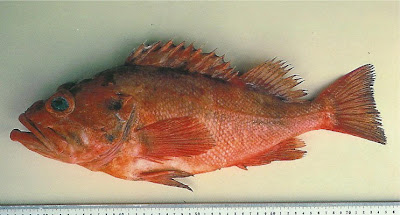 Rockfish Rougheye Ikan ikan Pemegang Rekor Dunia