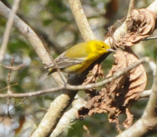 Pine Warbler inspecting curled leaf at Audubon's Francis Beidler Forest by Mark Musselman