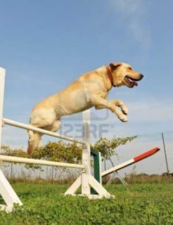 How To Train A Labrador Retriever