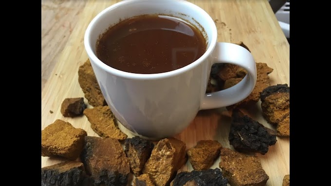 How to make chaga tea | Mushroom farming | Biobritte mushrooms