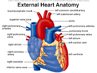 katalog harga Phy Edumedia untuk poster atau gambar biologi untuk manusia, hewan dan tumbuhan