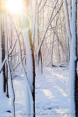 snow on trees-1