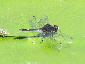 Illinois River Cruiser dragonfly