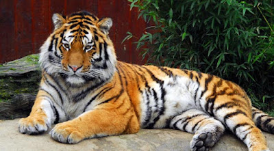The Majestic Royal Bengal Tiger