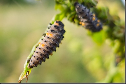 Ladybird larvae