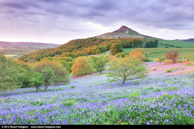 Roseberry Topping - Bluebells in Newton Wood