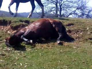 wild horses in Bosnia and Herzegovina