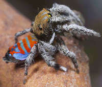 http://sciencythoughts.blogspot.co.uk/2015/03/two-new-species-of-peacock-spider-from.html