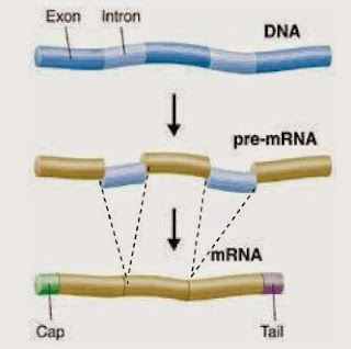 splicing