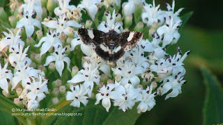 Tyta luctuosa DSC58717