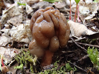 grzyby 2017, grzyby wiosenne, grzyby w kwietniu, workowce, Morchella conica smardz stożkowaty, Verpa bohemica naparstniczka czeska,  Mitrophora semilibera mitrówka półwolna, Verpa conica naparstniczka stożkowata, Gyromitra esculenta piestrzenica kasztanowata, 