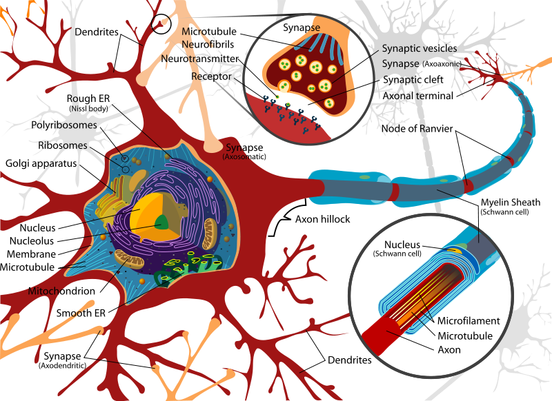 diagram of cell. The diagram above shows a