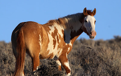 Fotografías de caballos (Equinos de Pura Sangre)