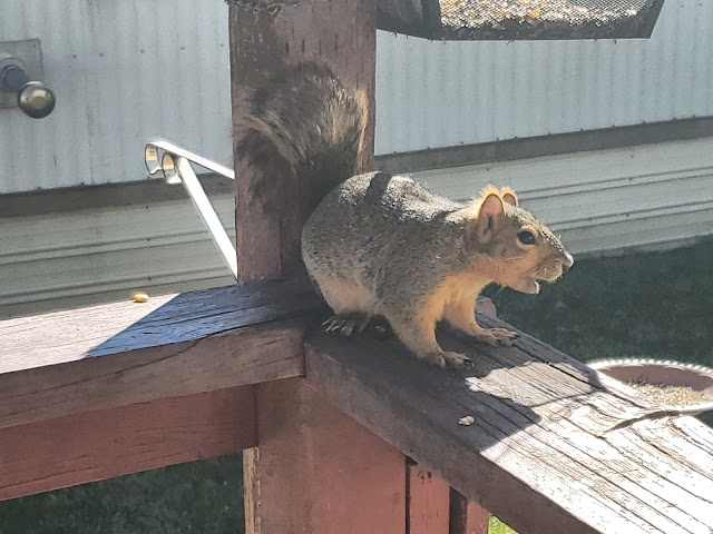 A curious squirrel is perched on a wooden railing, its tail fluffed out behind it as it appears to be observing its surroundings. Sunlight filters through, casting shadows and highlighting its fur while the backdrop features a metal structure and a partially visible metal birdbath.