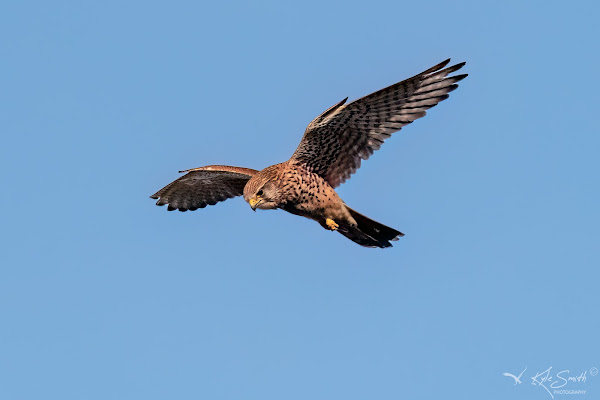 Kestrel