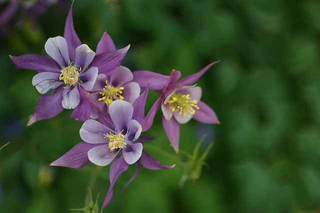 Colorado Columbine Flower Care Guide and Tips