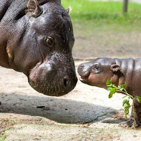 Funny animals of the week - 14 February 2014 (40 pics), baby hippo and his mommy