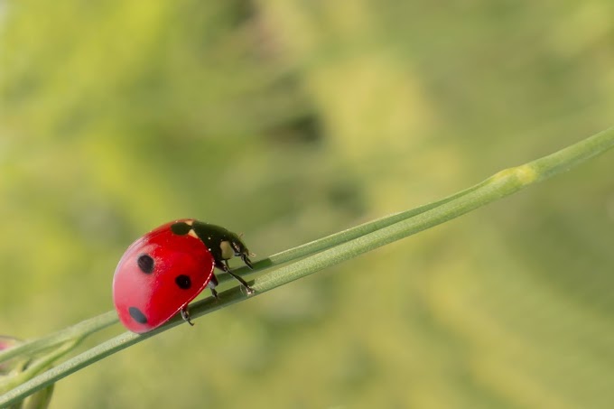 Conservar los árboles en las fincas ayuda a mantener insectos beneficiosos y mejorar los rendimientos