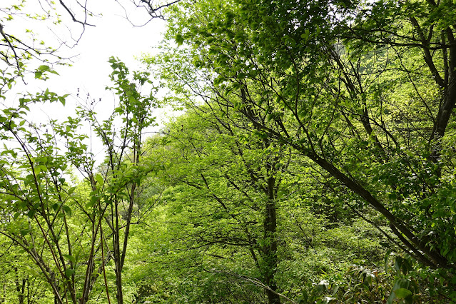 鳥取県西伯郡大山町長田 孝霊山登山道からの眺望