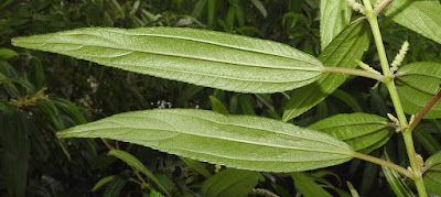 密花佇麻的葉（背面）