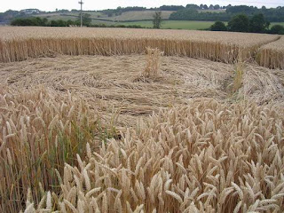 Crop Circle Garsington, OXON pictures images gallery