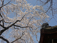 神社の神紋は桜で、平安時代より生命力を高める神様の象徴としている。