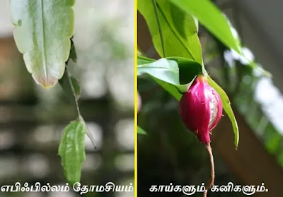 Epiphyllum Thomasianum fruit