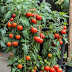 10 Best Tips for Planting and Growing Great Tomatoes
