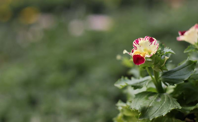 Monkey Flowers