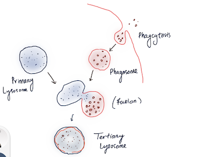 Lysosome-Type
