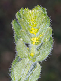 Crosswort, Cruciata laevipes. Nashenden Down Nature Reserve, 14 April 2012.
