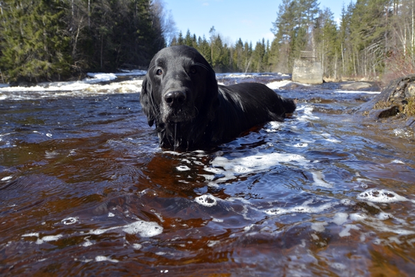 flat coated retriever bader