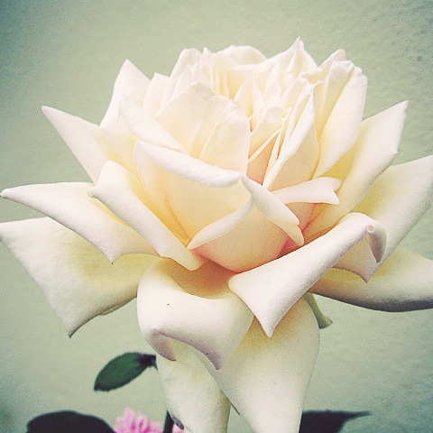 A rosa possui um formato distinto, além de  ser aromática e glamourosa.