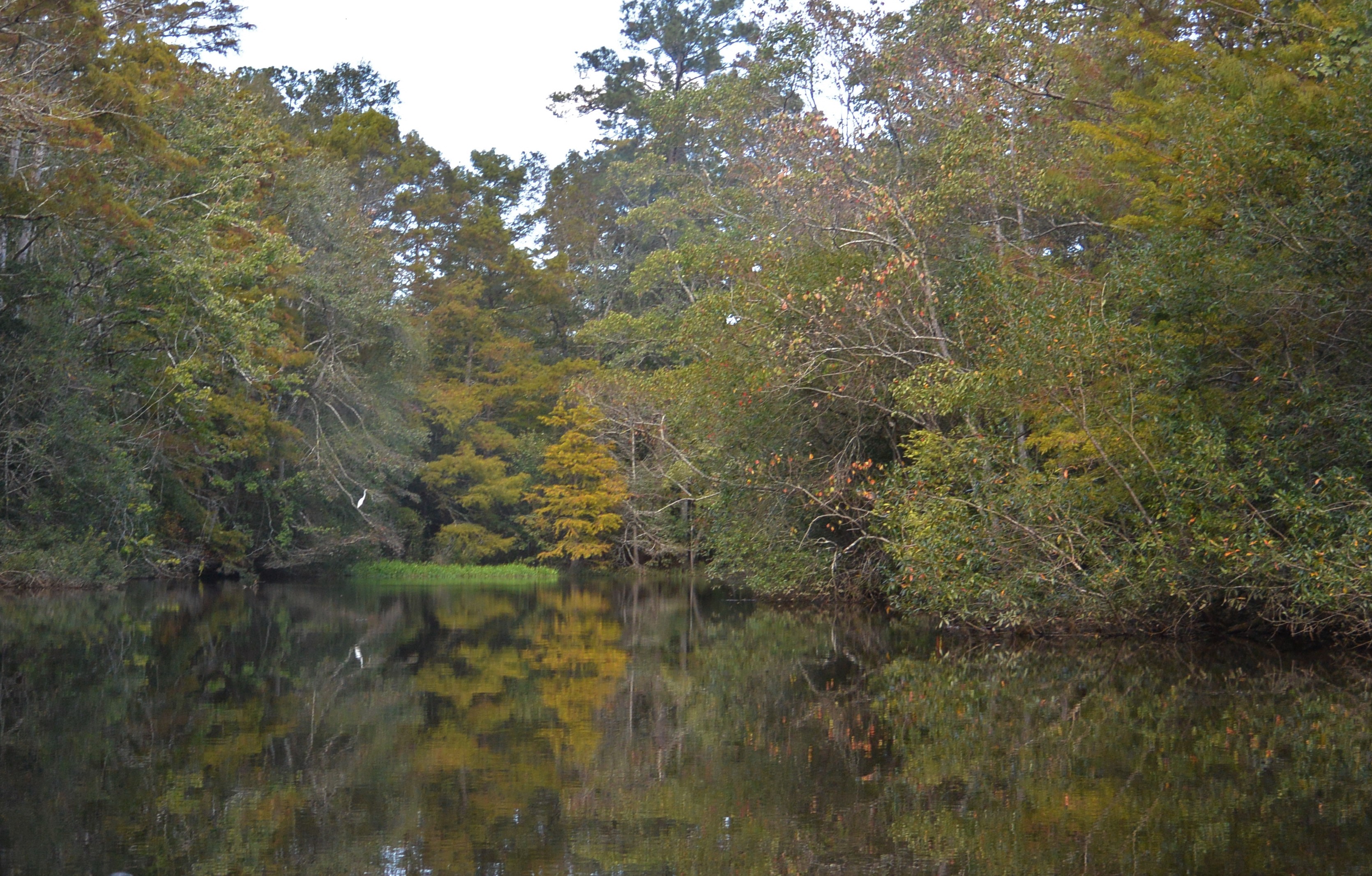 kayak bayou lacombe