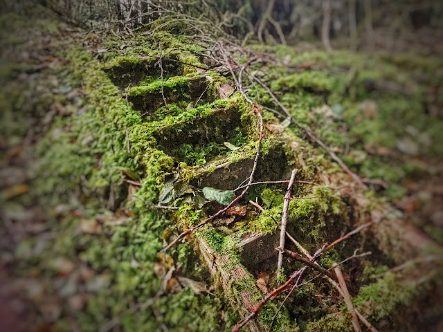 A wooden ladder covered in thick green moss is left behind  to rot into the forest floor.
