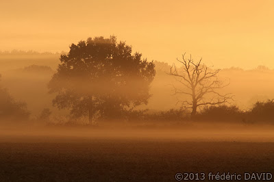 arbre silhouettes brume Villiers-en-Bière Seine et Marne