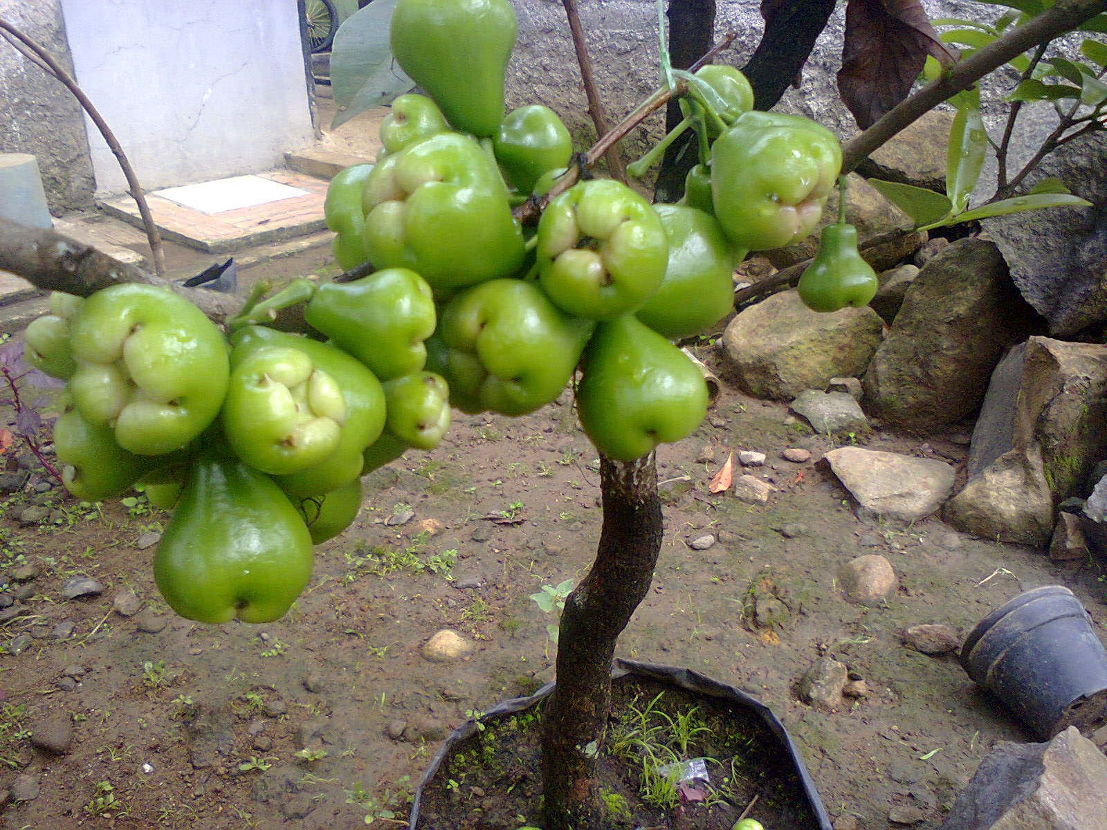  TANAMAN BUAH DALAM POT  TABULAMPOT 