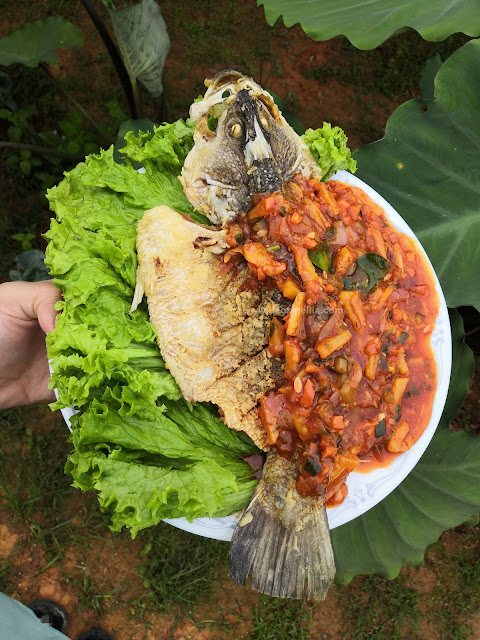 ikan siakap, ikan siakap 3 rasa, ikan siakap stim, ikan siakap masak apa sedap, ikan siakap stim lemon, ikan siakap sweet sour, ikan siakap goreng, ikan siakap masak lemak cili api, ikan siakap 3 rasa che nom, ikan siakap in English, ikan siakap barramundi, resepi ikan siakap, koleksi resepi ikan siakap, menu ikan siakap viral, masakan ikan siakap simple, resepi ikan siakap azie kitchen, resepi ikan siakap masak cili kering, resepi ikan siakap goreng