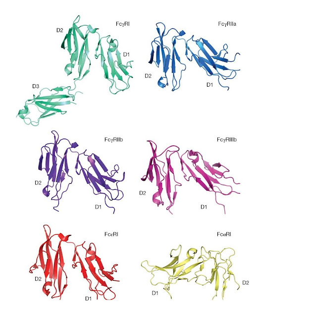 Structures of human leukocyte Fc receptors