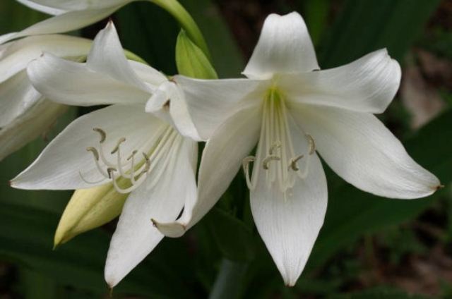 Different Types Of Lily Flowers Pictures