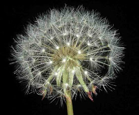 Beautiful Dandelion Clock