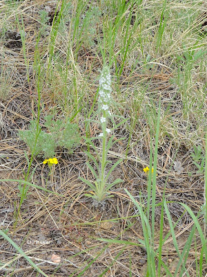 miner's candle, Cryptantha virgata