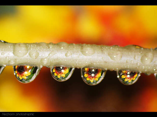 sunflower water drops picture