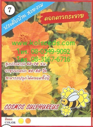 ดอกดาวกระจาย