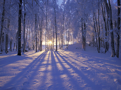 hd wallpaper wood. hd wallpaper wood. Wood forest