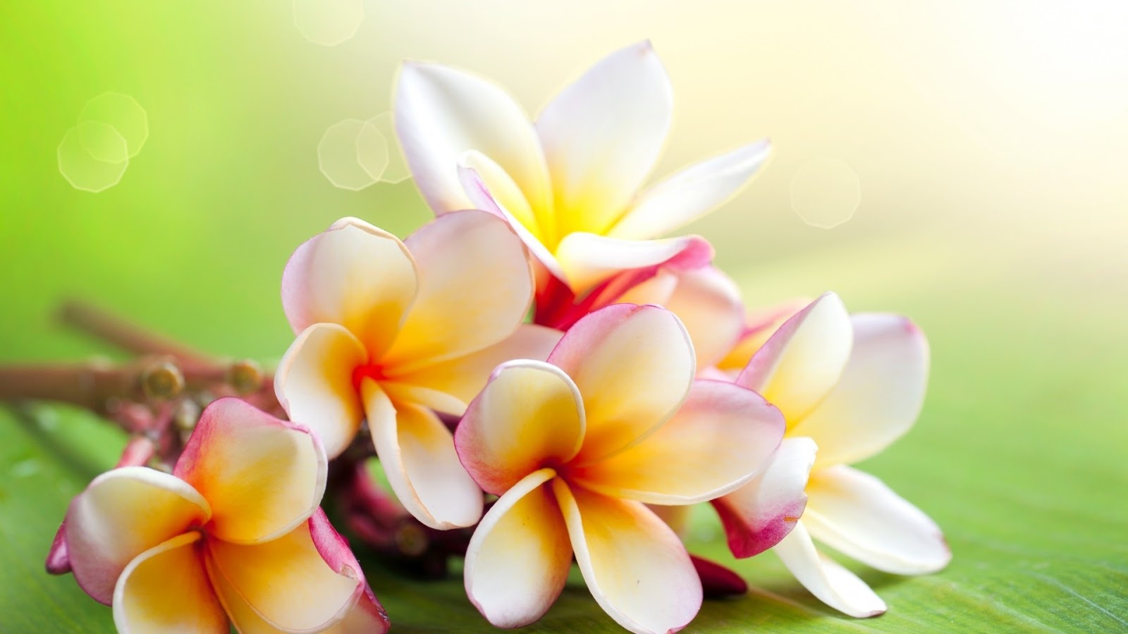 Jasmine Flower Wallpaper