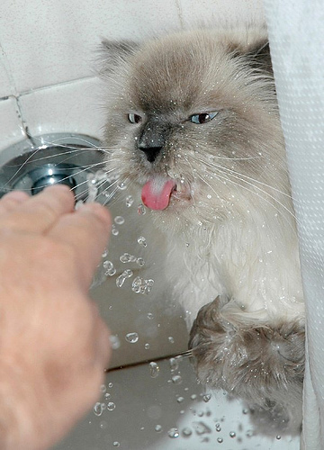 The Not-So-Fat One - playing with water by jeff-o-matic from flickr (CC-NC-ND)