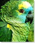 papagaio 1