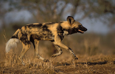 World Fastest Animal Cape Hunting Dog - 8