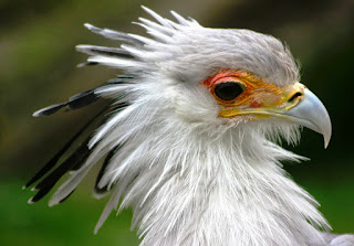 keunikan Burung Sekertaris/Secretary birds